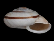 Tabella Chilostoma cingulatum (studer, 1820 )